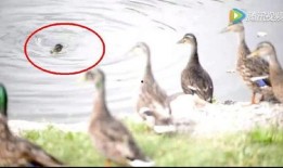 鸭子男视频在线观看